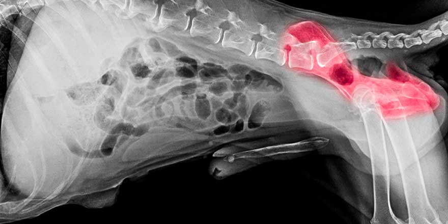 X-ray film of dog lateral view with red highlight in hip bone pain area or hip dysplasia dog