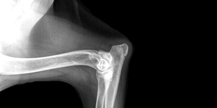 X-ray of a dog elbow dysplasia
