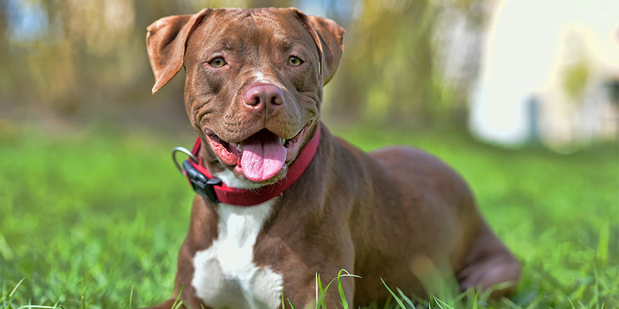 brown pit bull terrier