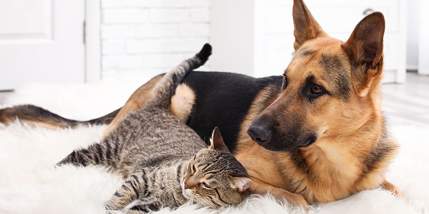 cat and dog resting together on fuzzy rug