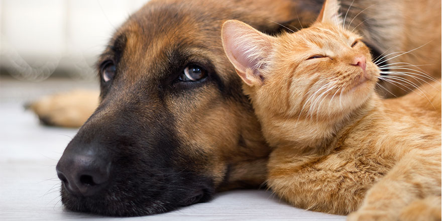 cat and dog together lying on the floor