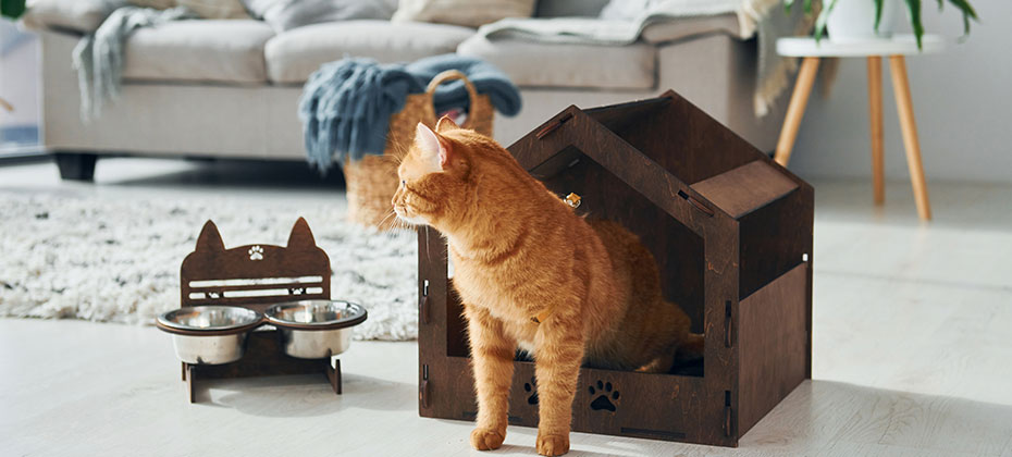 cat sitting in her box house