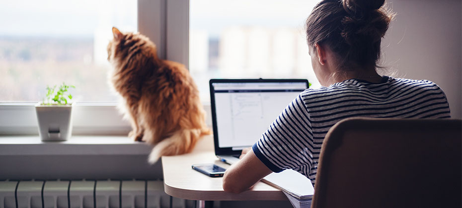 cat-sitting-next-to-window-while-owner-is-working-on-laptop