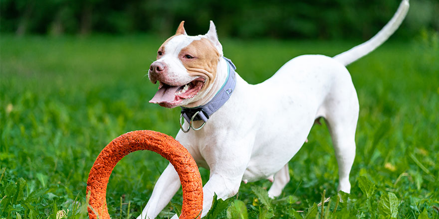 cheerful american pitbull terrier dog playing
