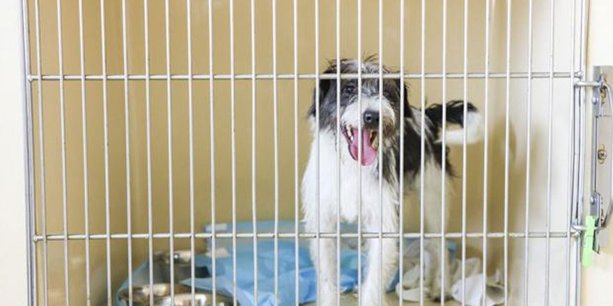 dog at the Jefferson animal shelter