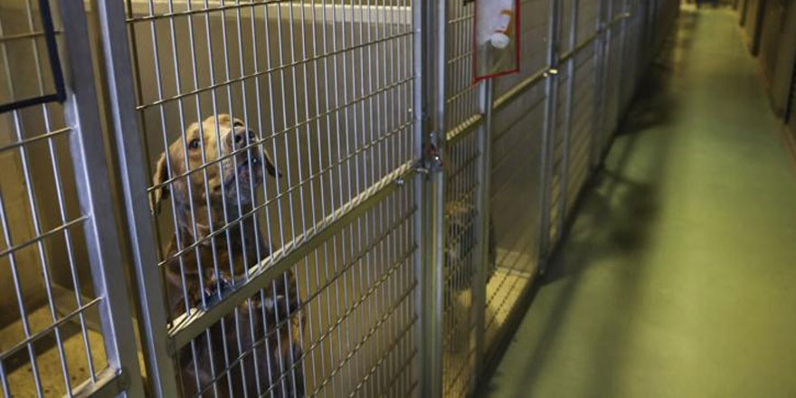 dog at Jefferson animal shelter