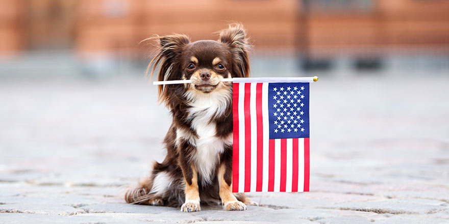 funny chihuahua dog holding American flag