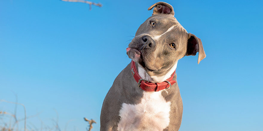 gray pitbull dog wearing a red collar