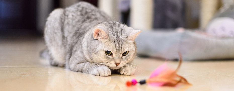 gray-white tabby cat plays with a cat feather toy