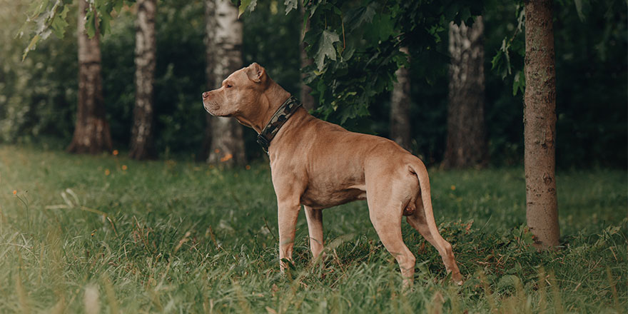 pit bull red nose portrait