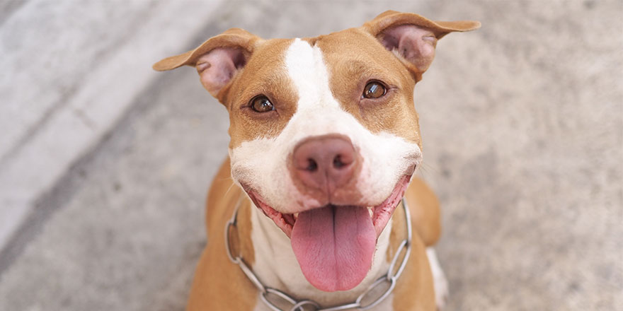 pitbull dog smile