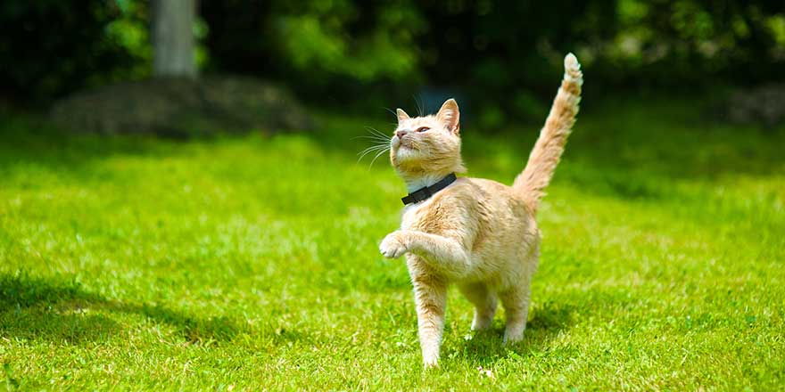 sweet tabby cat fun running on green meadow in Sunny summer day