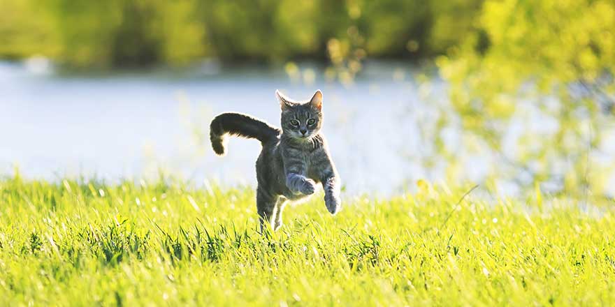 sweet tabby cat fun running on green meadow in Sunny summer day