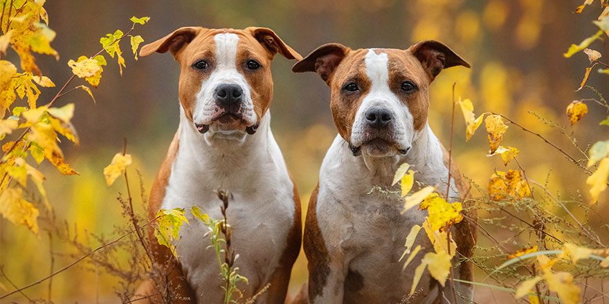 two american staffordshire terrier dogs in autumn