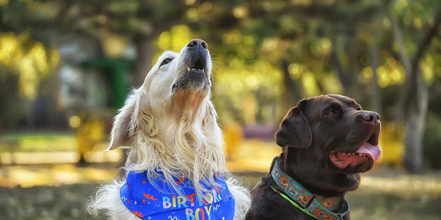 two dogs golden retriever and chocolate labrador in the park. dog friends