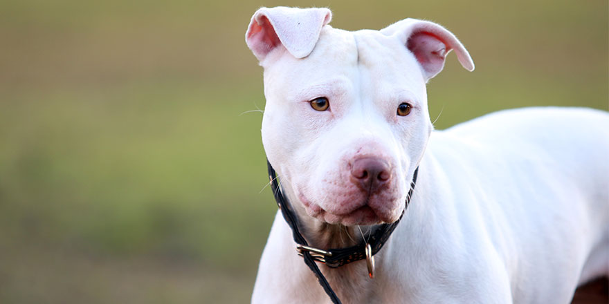 white pure breed pitbull