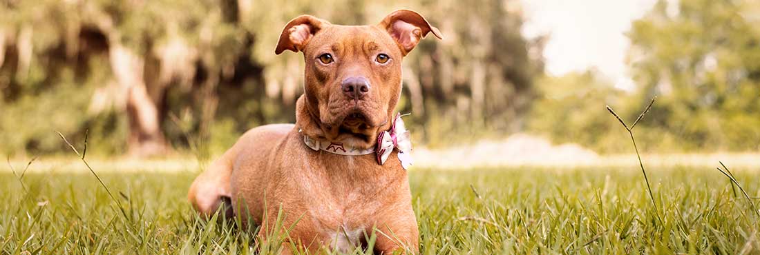 20-Best-Pitbull-Mixes-For-You-To-Bring-Home