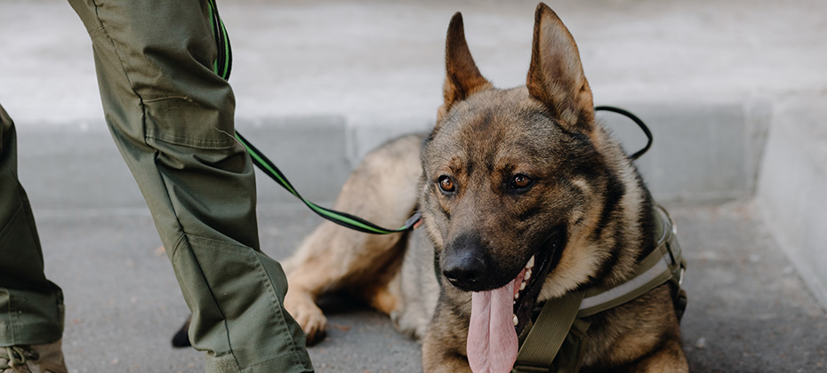 A German shepherd lies at the feet of a military man outdoors