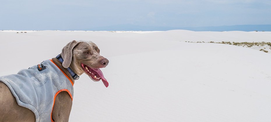 A Weimaraner wearing a cooling vest stands in the White Sands National Monument in New Mexico and looks back at the camera with his tongue out.