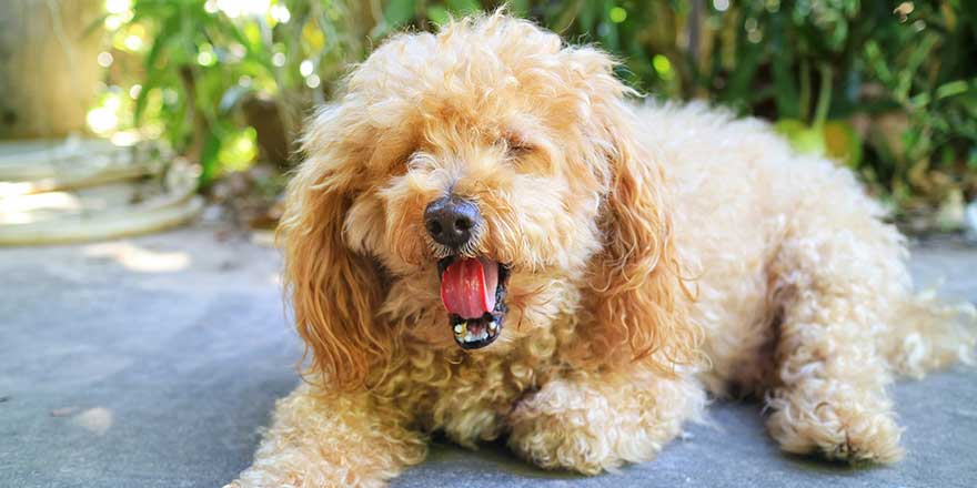 A brown poodle dog lying on the cement floor and showing the long tongue.