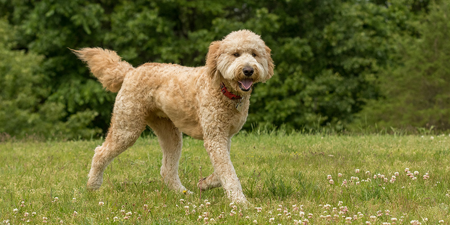 A golden doodle running in a park