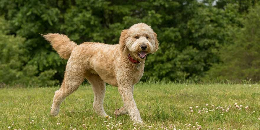 A golden doodle running in a park