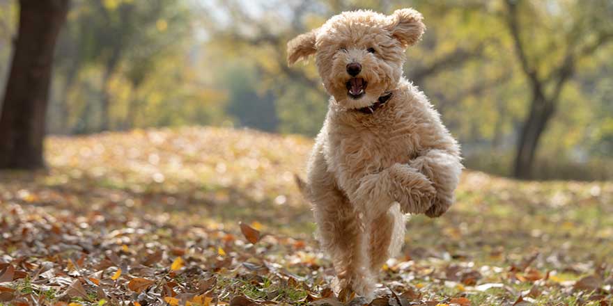 A happy mini golden doodle puppy playing in the park