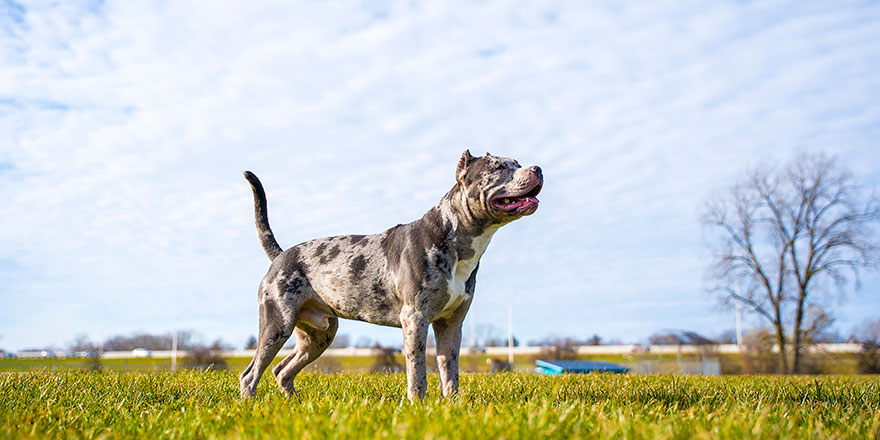 A merle pitbull playing fetch.