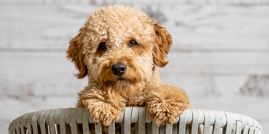 A mini golden doodle puppy looking to the camera (there is a video version)