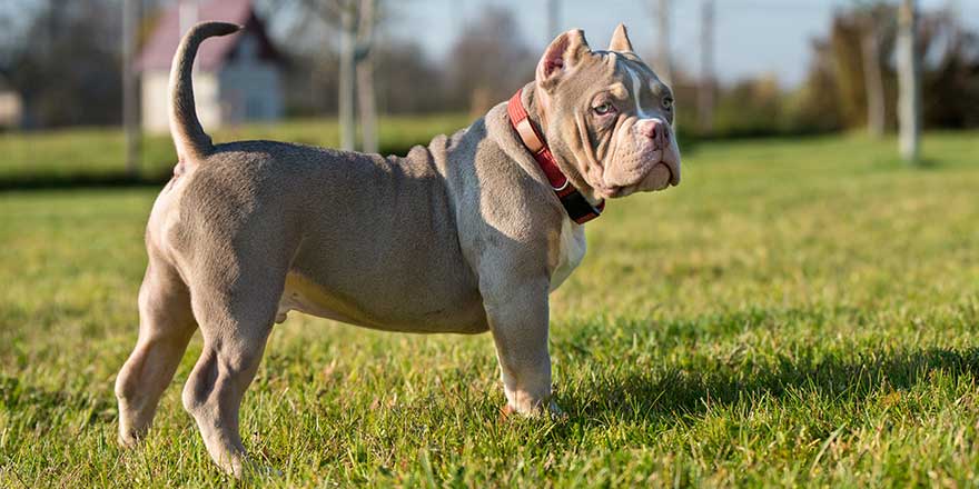 A pocket Lilac color male American Bully puppy dog is walking.