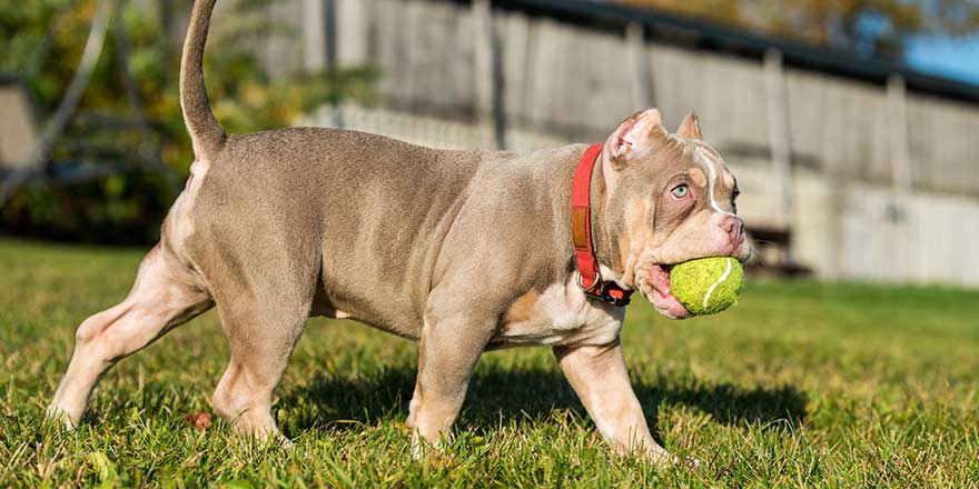 A pocket male American Bully puppy dog is playing with tennis ball on grass