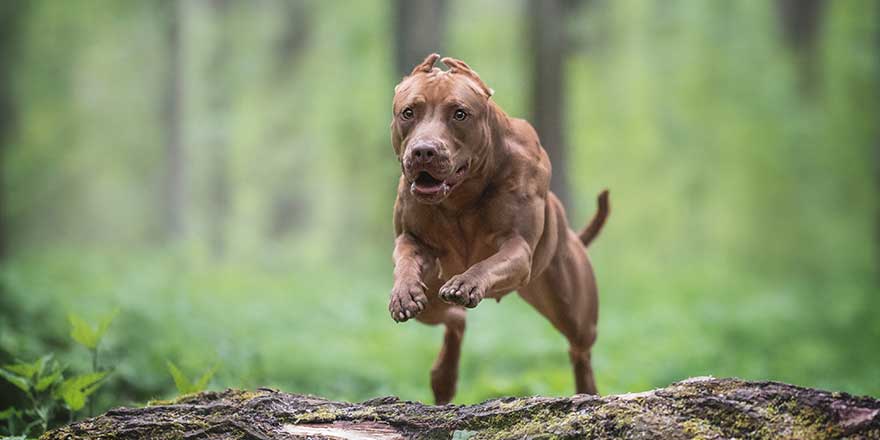 A powerful pit bull terrier with cropped ears jumping over a large fallen tree against the backdrop of a bright summer landscape.