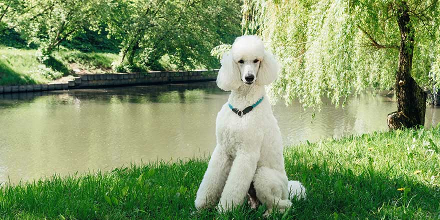 A purebred standard white poodle dog sits on a green lawn and waits for the training command.