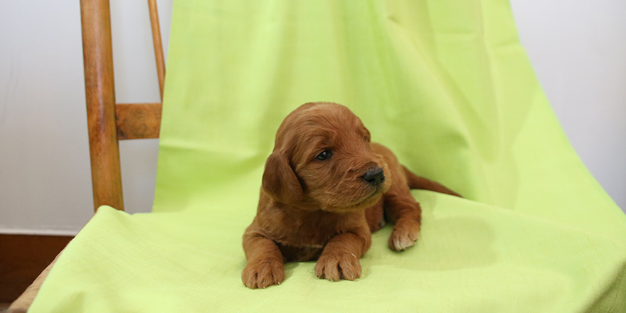 A red goldendoodle on a green background looking away