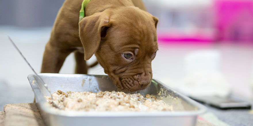 A small, light brown puppy with a withered face, plump hair, eating food in a tray.