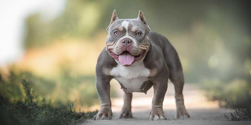A young lilac American Bully standing on a sandy path among the green grass and looking directly 