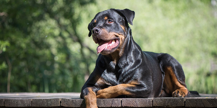 Adult Rottweiler lie on the wooden bridge , natural summer forest background