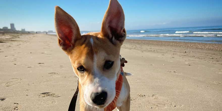 Akita Pit on the Beach