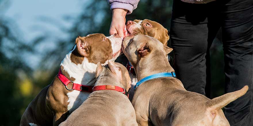 American Bully puppies dogs with owner on nature