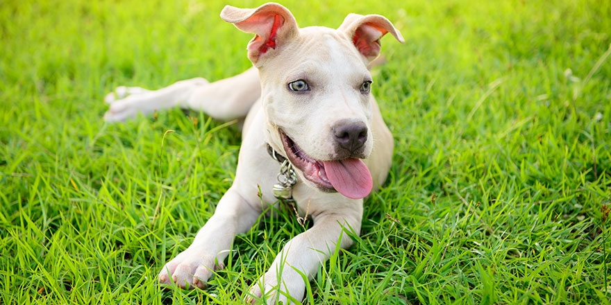 American Pitbull puppy lying on grass