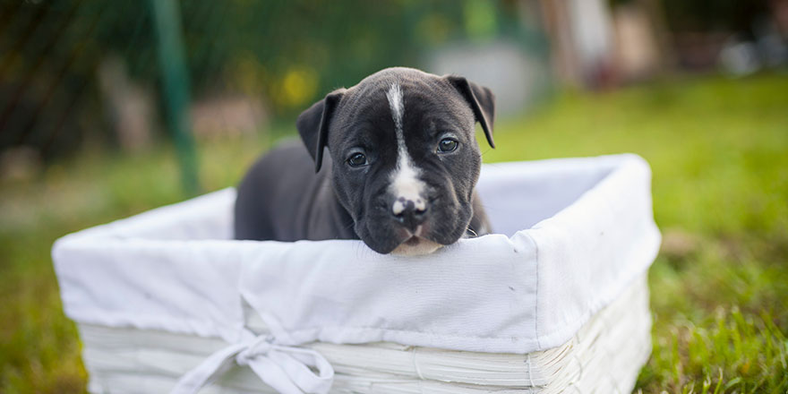 American Staffordshire Terrier puppys in a basekt/box. Photos of a young sleepy puppy.