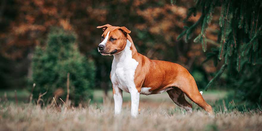 American staffordshire terrier dog posing outside.