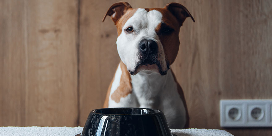 Amstaff dog is sitting near meal bowl. Pet is waiting for a food