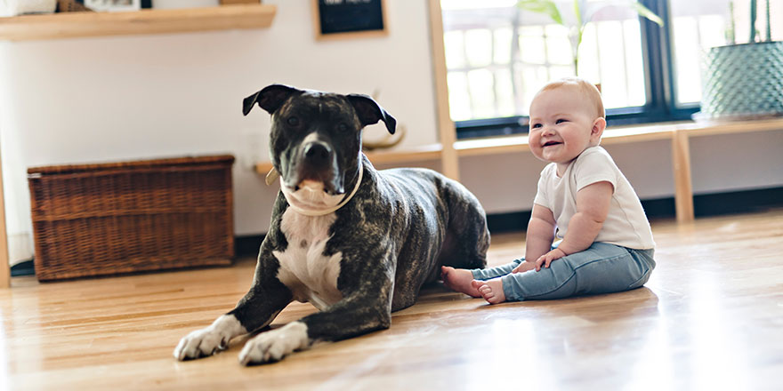 Baby girl sitting with pitbull on the floor