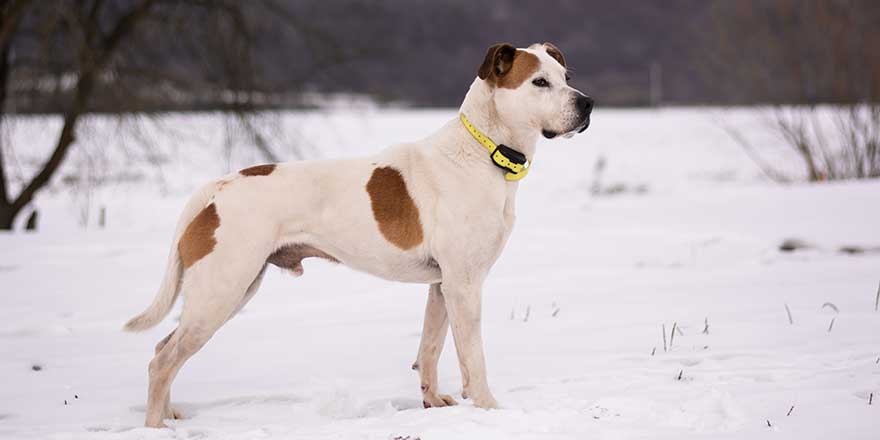 Beautiful american pitbull terrier with ecollar, dog winter portrait