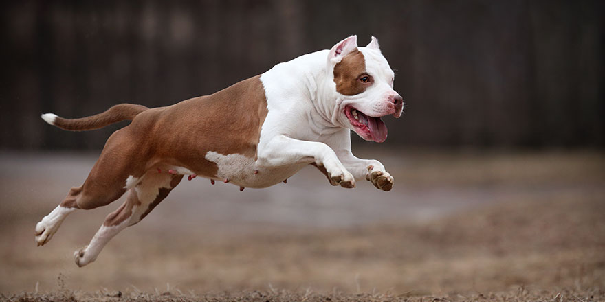 Beautiful dog American Pit Bull Terrier is running on the field