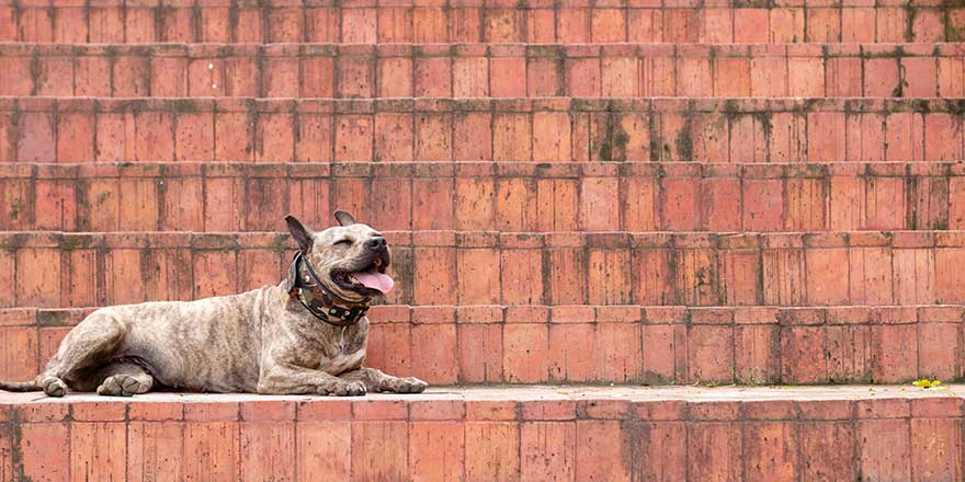 Beautiful pitbull with closed eyes resting and sticking his tongue out on orange stairs. breaking patterns. Brown brindle dog wearing camouflage collar.