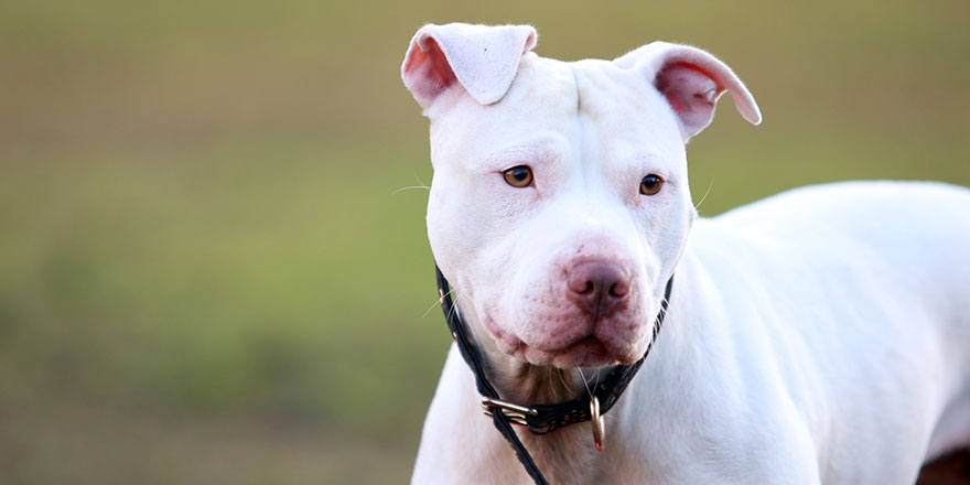 Beautiful white pure breed pitbull