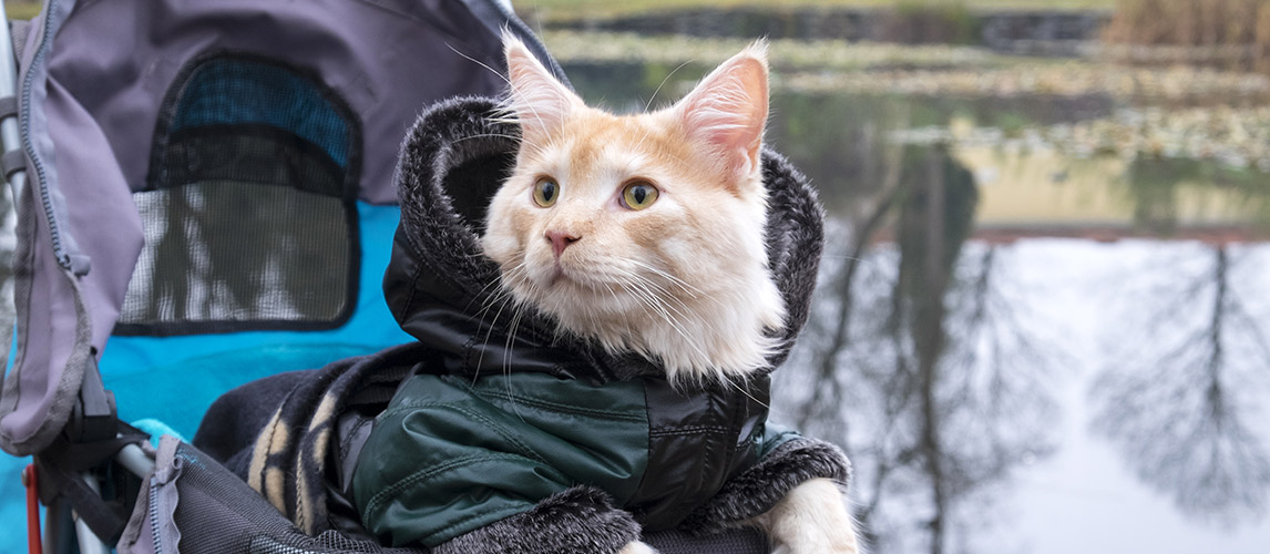 Best-Cat-Stroller