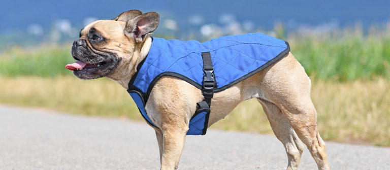 Best Dog Cooling Vests